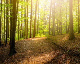 Shinrin-yoku "Forest Bathing"