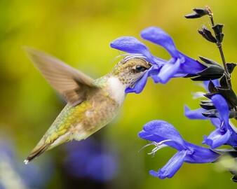 Mindful Birding: Enhance your Connection with the Natural World