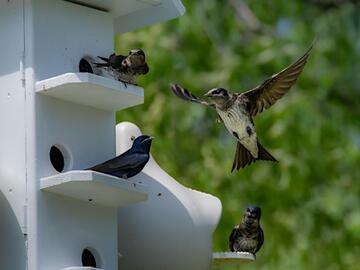 Sheltering Bluebirds, Swifts and Swallows: Purple Martins