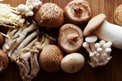 Marvelous Mushrooms Demo with Patrice Johnson