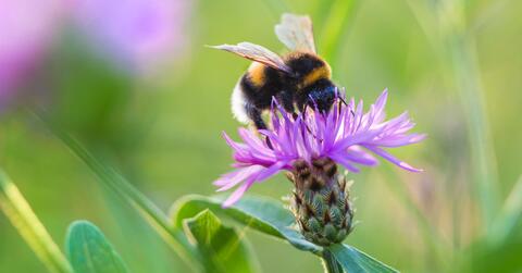 Nature After Dinner: The Buzz About Bees