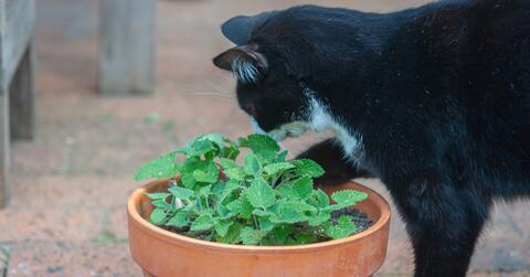Catnip and Crafts for Your Cat