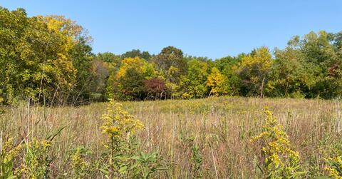 Forest Bathing
