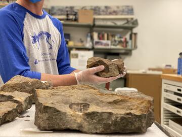 Insider Science Tour: Paleontology