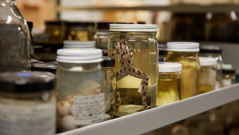 Insider Science Tour: Collections