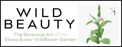 Wild Beauty: Meet the Artists