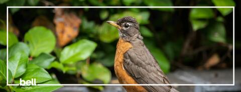 Guided Birding Walk with MOU
