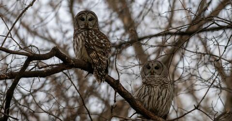 Trivia on the Trails: Owl Trivia!