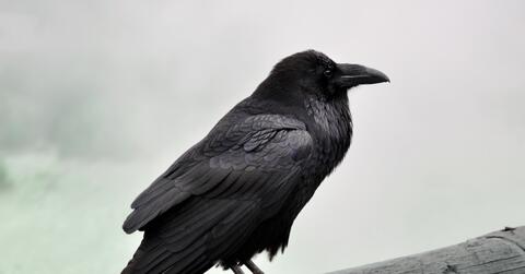 Paint by Nature: Raven