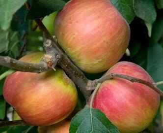 Haralson Apple Harvest