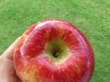 Pazazz Apple Debut