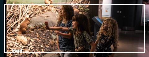 Be a Baby Beaver at the Bell