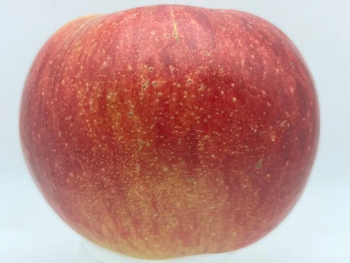 Fireside & Regent Apple Season