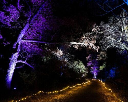 Northern Lights