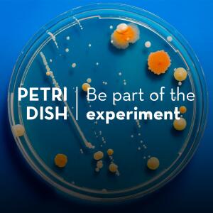 Petri Dish: The AI conundrum