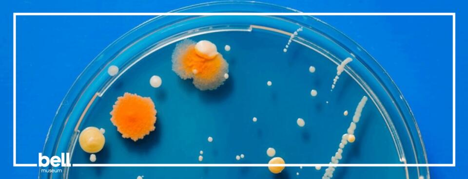 Petri Dish – How biology affects our lives and what it means for our future