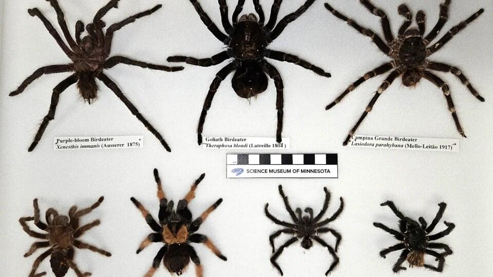 Insider Science Tours: Bats, Bugs and Bones