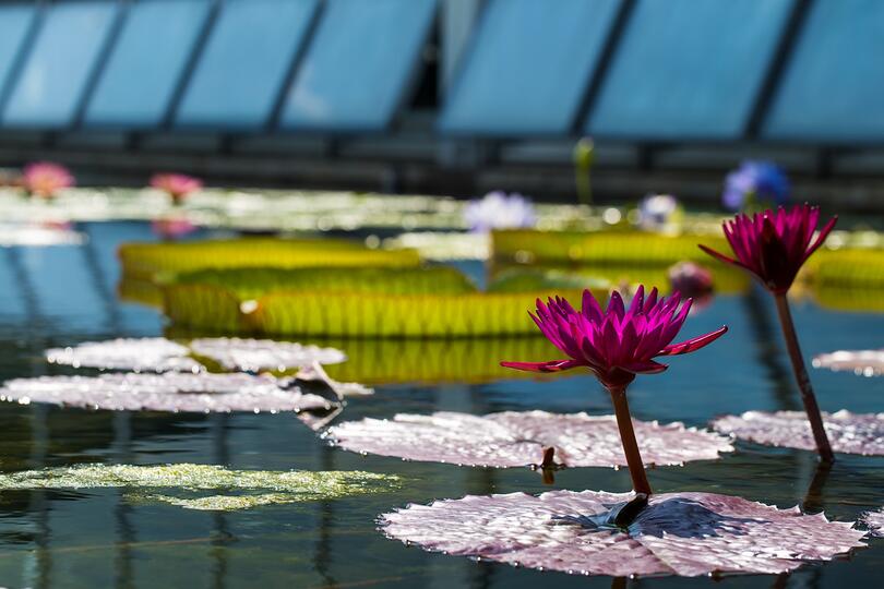Water Garden Wonders