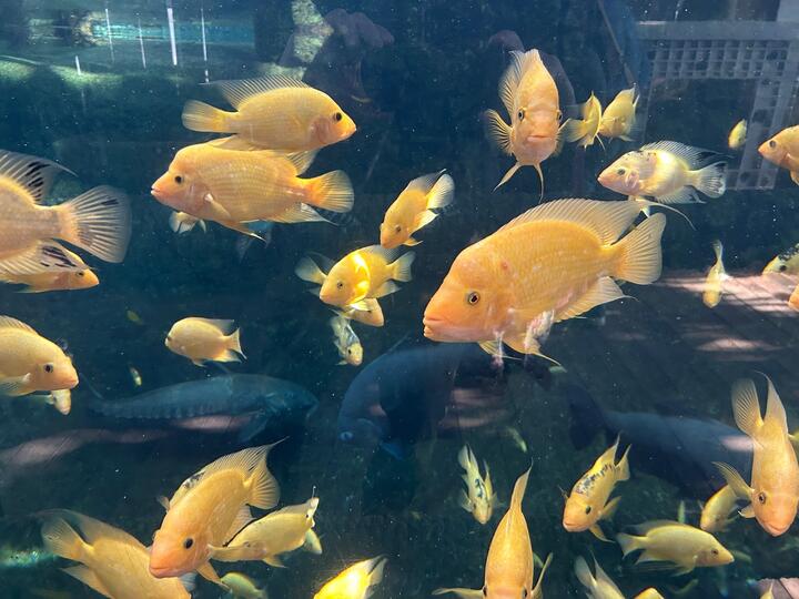Fish Chat in the Tropics