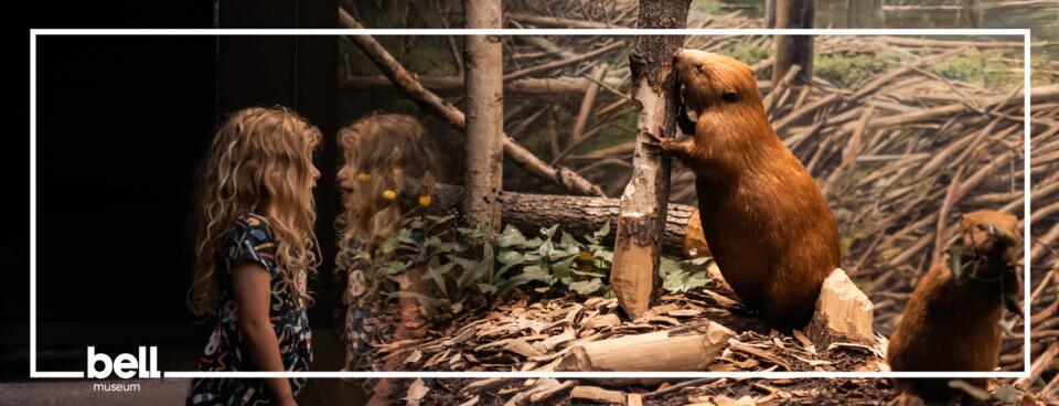 Beavers and Botanicals
