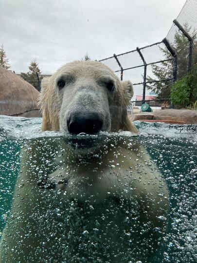 Polar Bear Program
