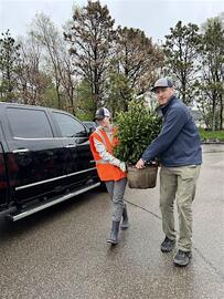 Robbinsdale Tree Distribution