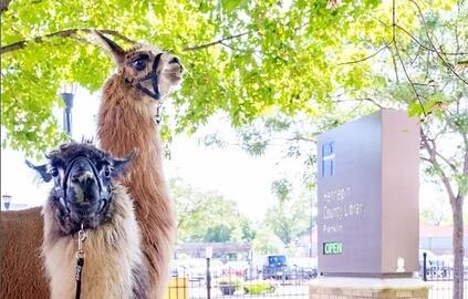 Llamas at the Library